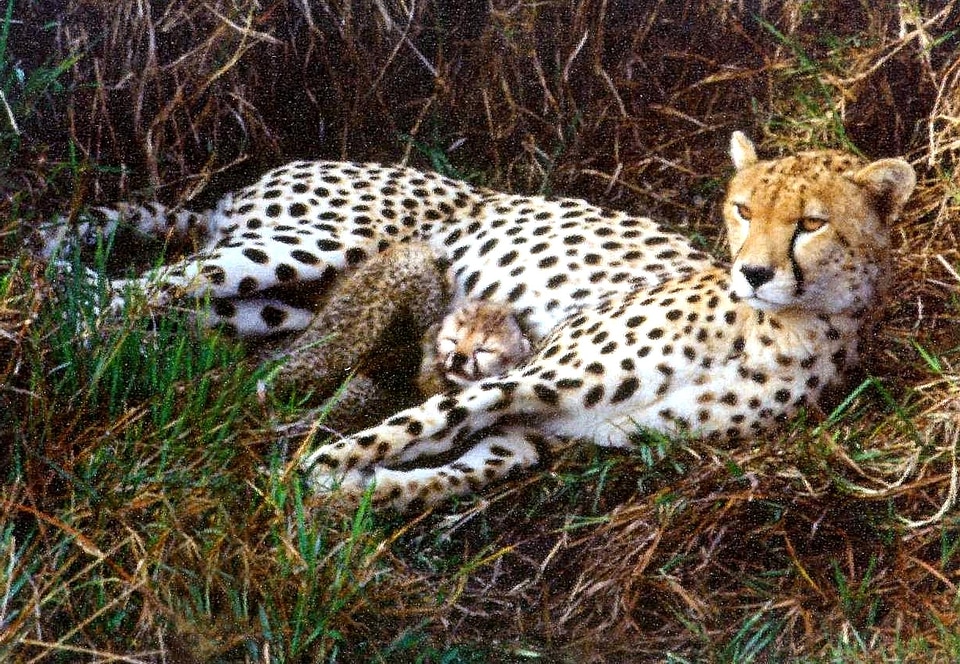 Animal cheetah earth