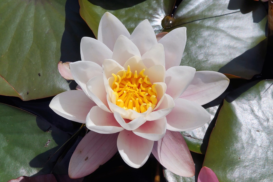 Aquatic plant white tender