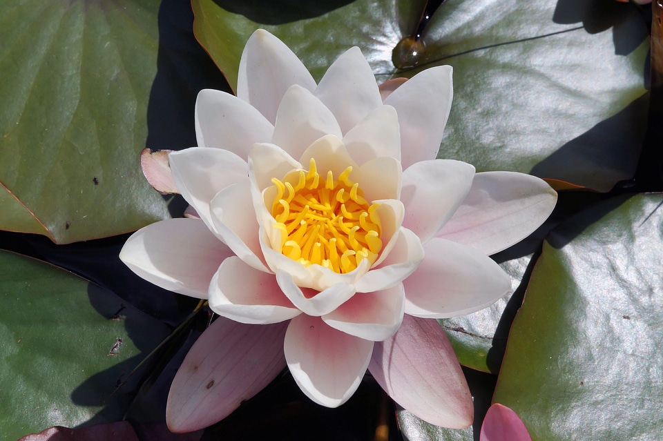 Aquatic plant white tender photo