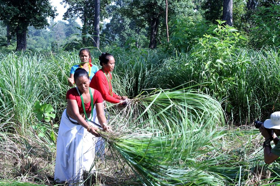 Essential Oil factory grass plants