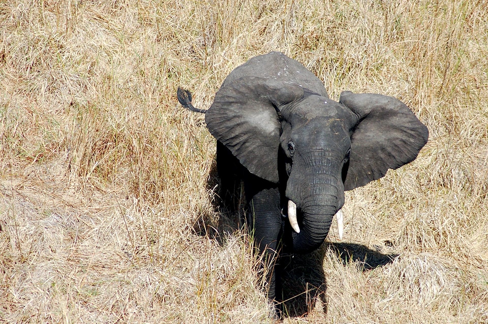 Bull elephant Malawi