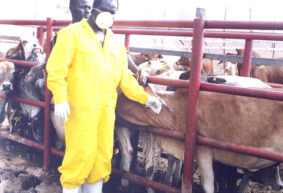 Bovine disease doctor