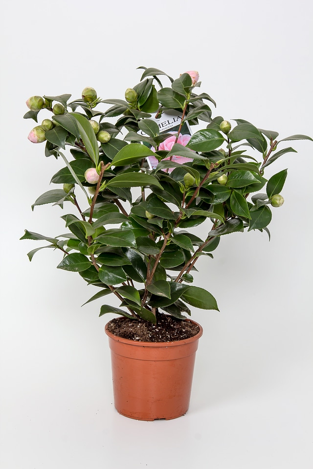 Camelia pink flower