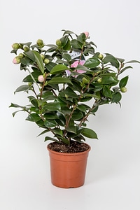 Camelia pink flower photo