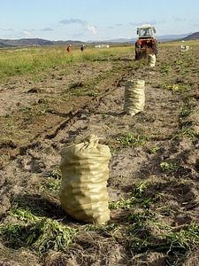 Bank group herder