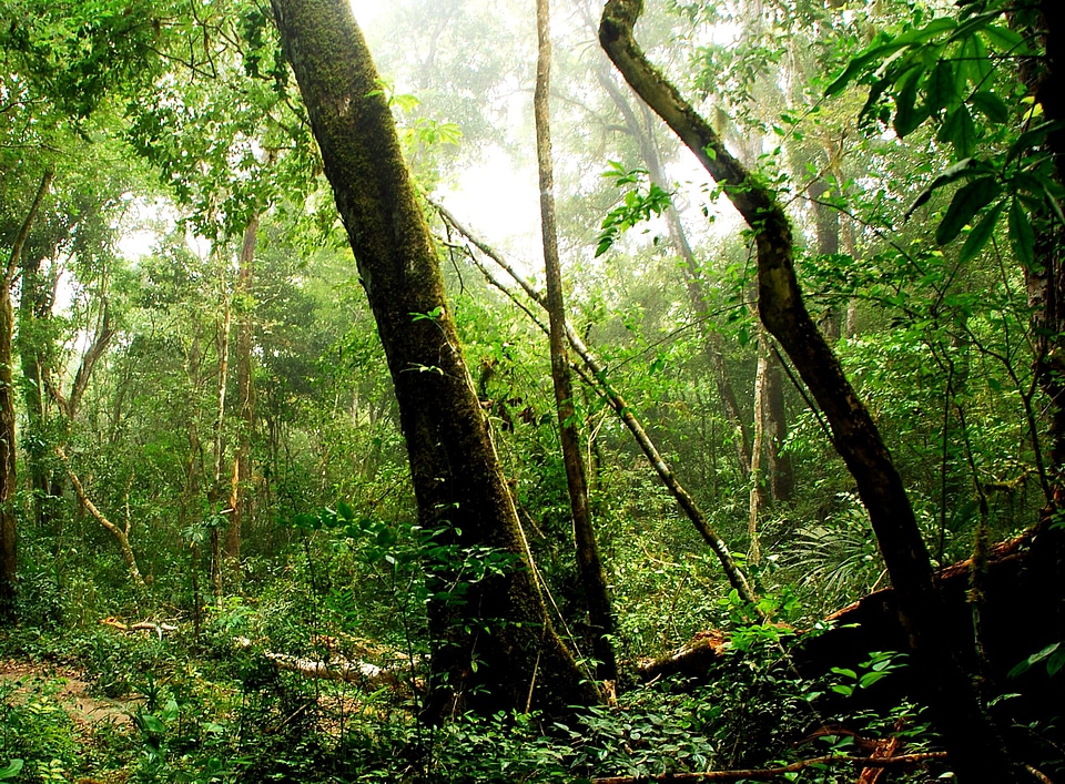 Biosphere Guatemala reservation