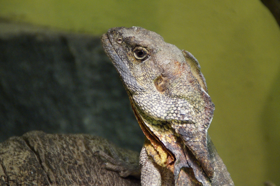 Reptile zoo terrarium