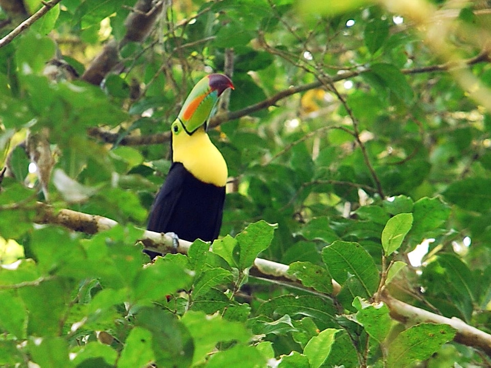 Biosphere bird ecosystem
