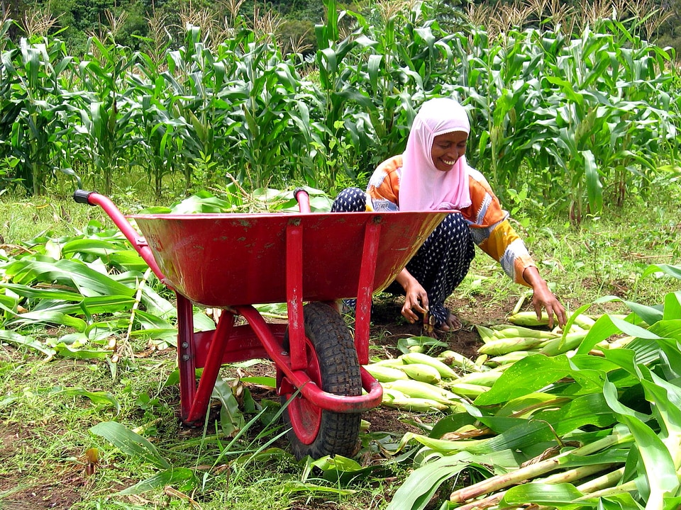 Array corn female