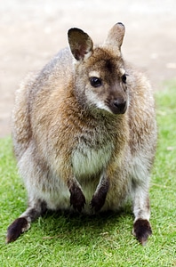 Australian native national