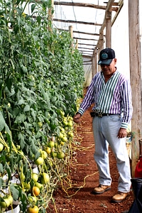 Farmer greenhouse indoor