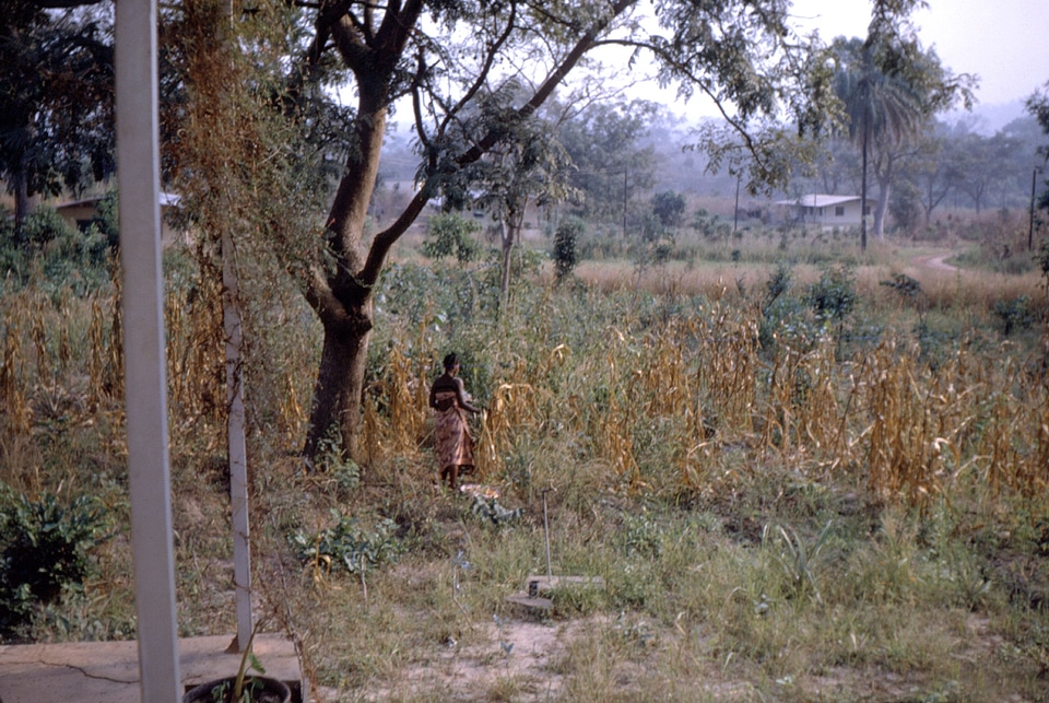 Bearing corn Gvineja