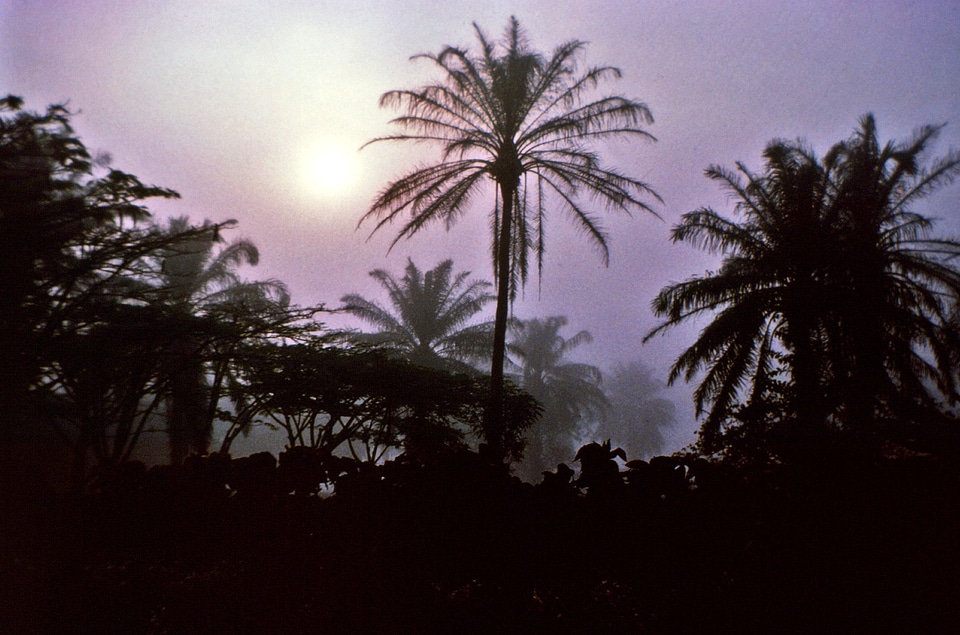Africa evening palm