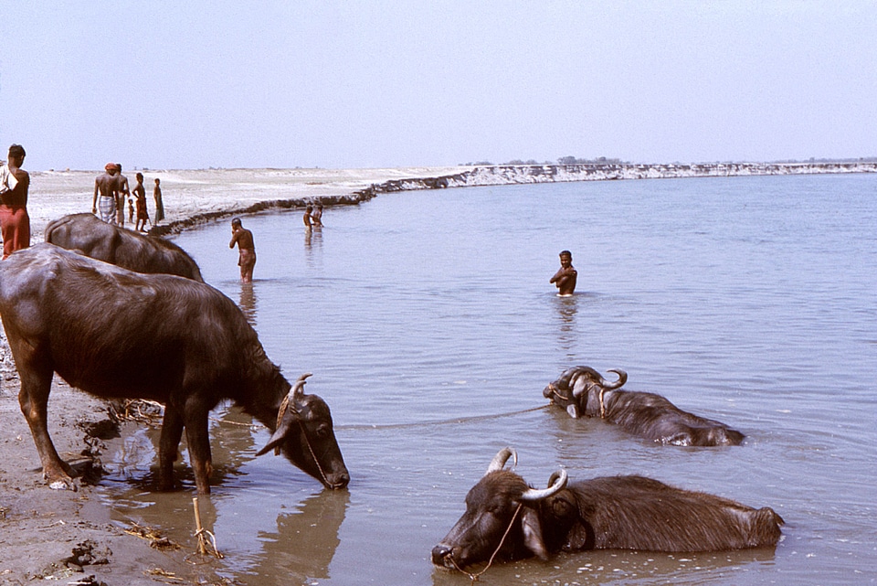 Bangladesh bovine people