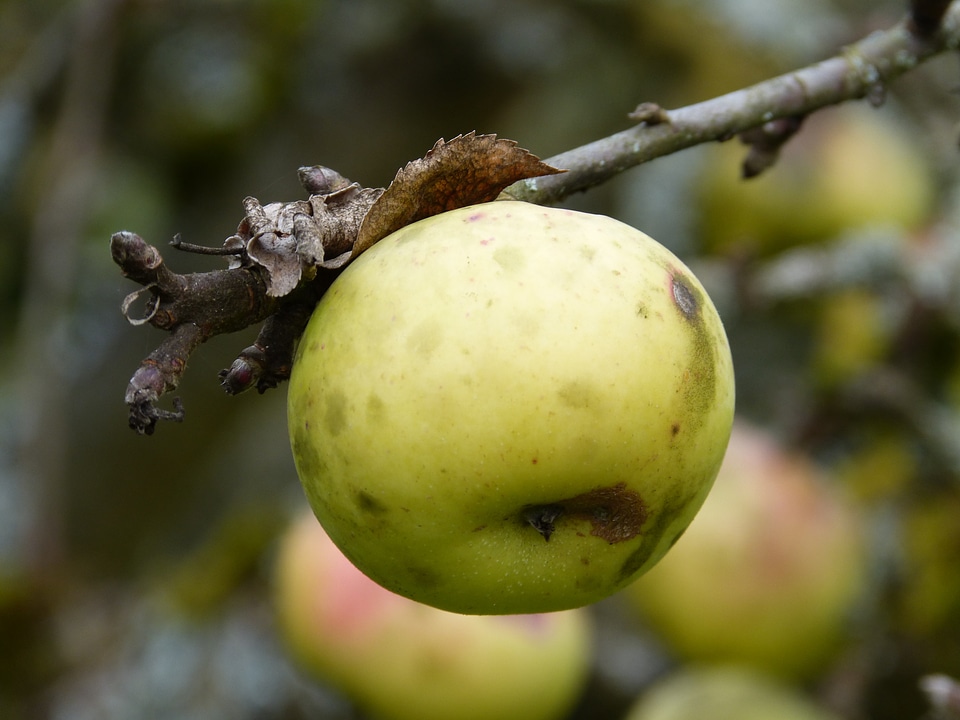 Nature october delicious