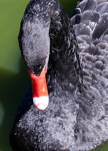 Nature animal peak