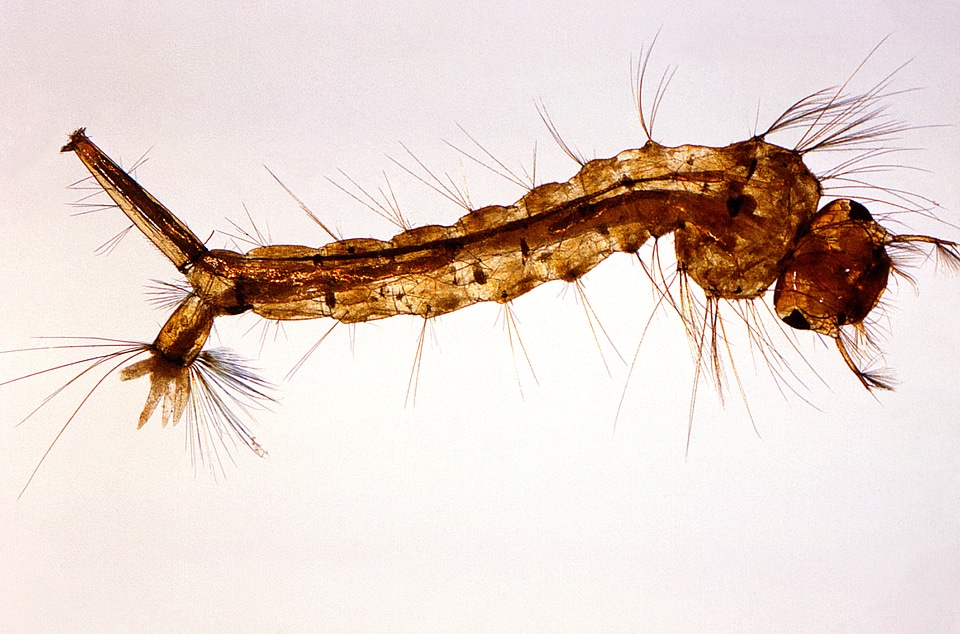 Close close-up larva
