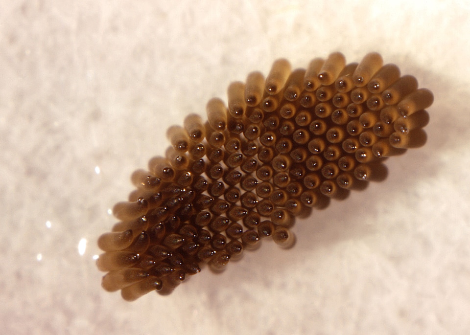 Egg female mosquito