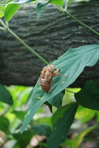 Cicadellidae insect wildlife
