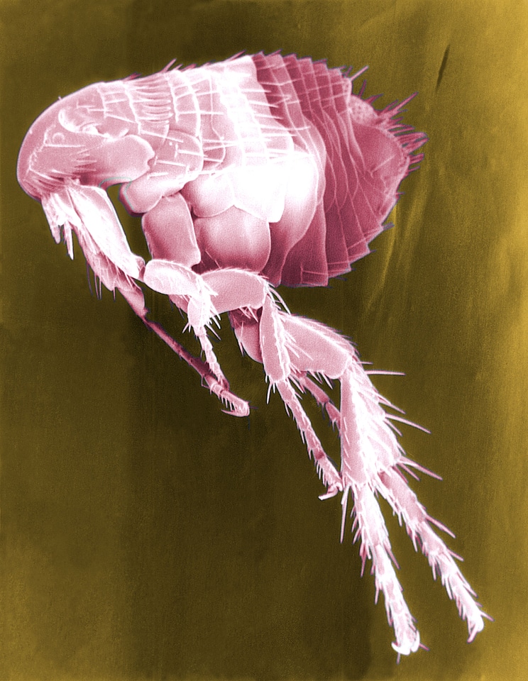 Electron electron micrograph exploration