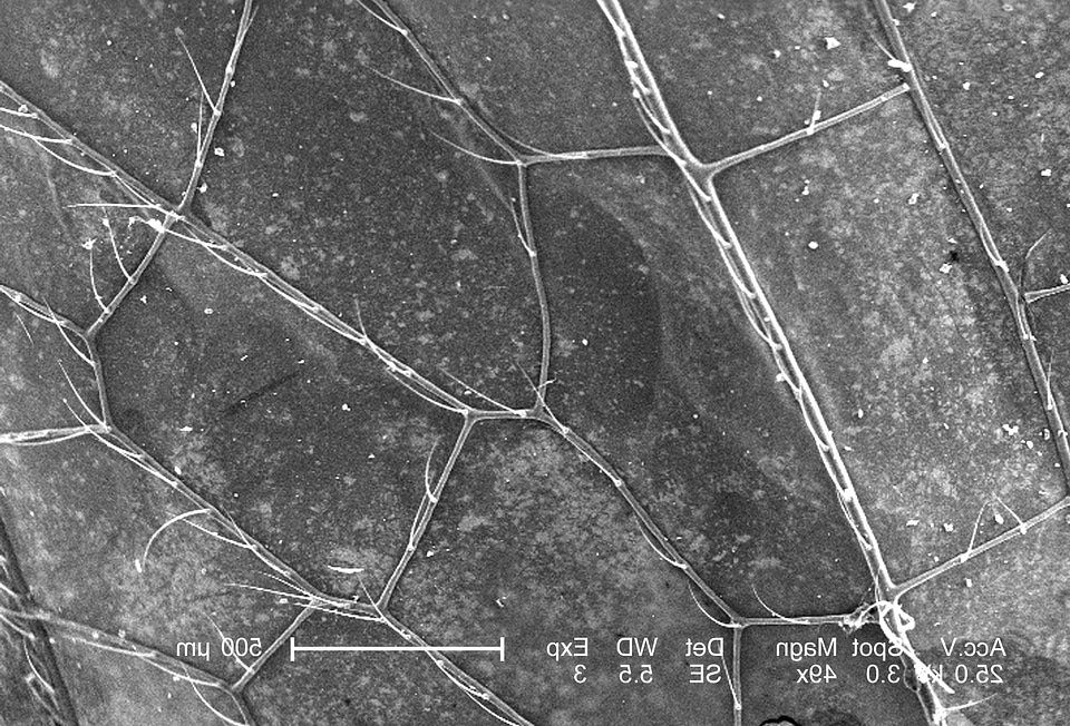 Dragonfly photomicrograph venation