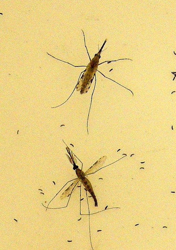 Egg female image