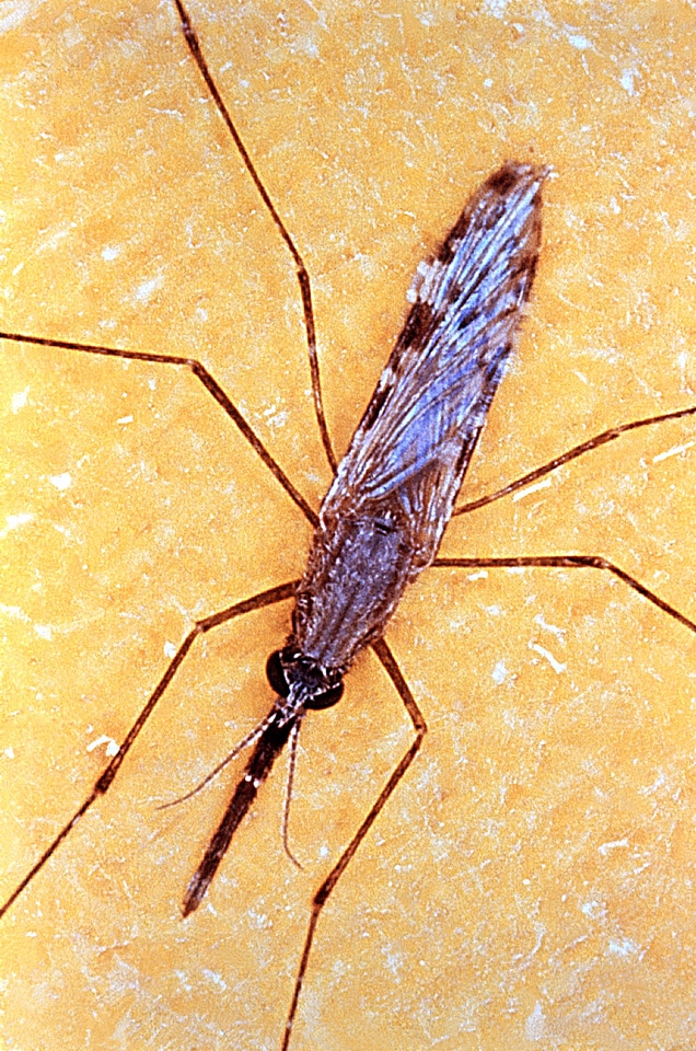 Bug close close-up