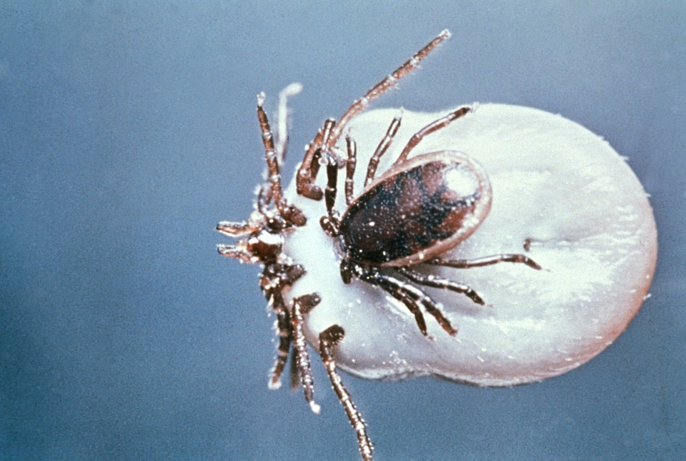 Female male 