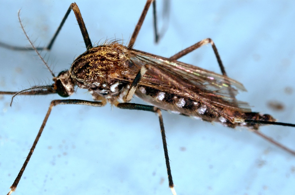 Bug macro mosquito