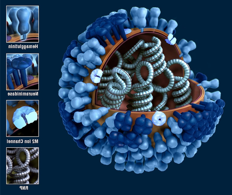 Depicting generic influenza