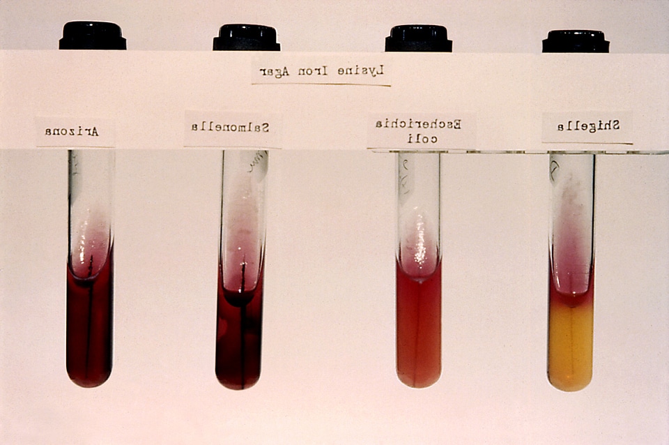 Iron lysine salmonella
