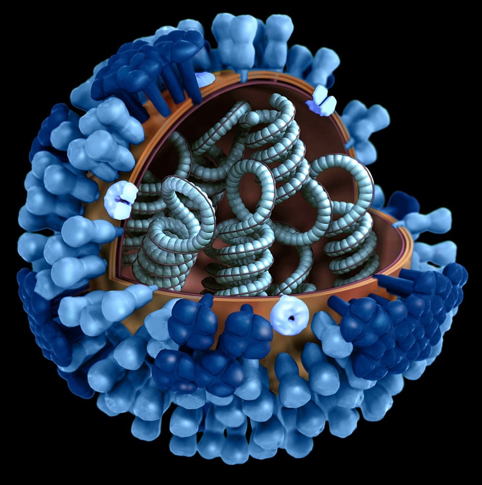 Depicting virus adenovirus