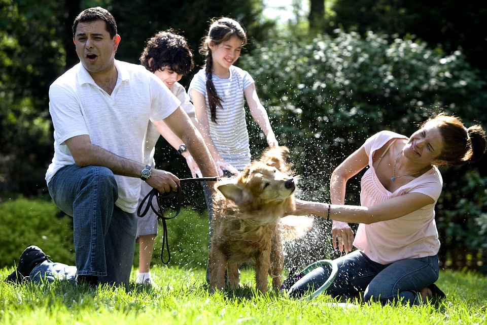 Family involvement labrador
