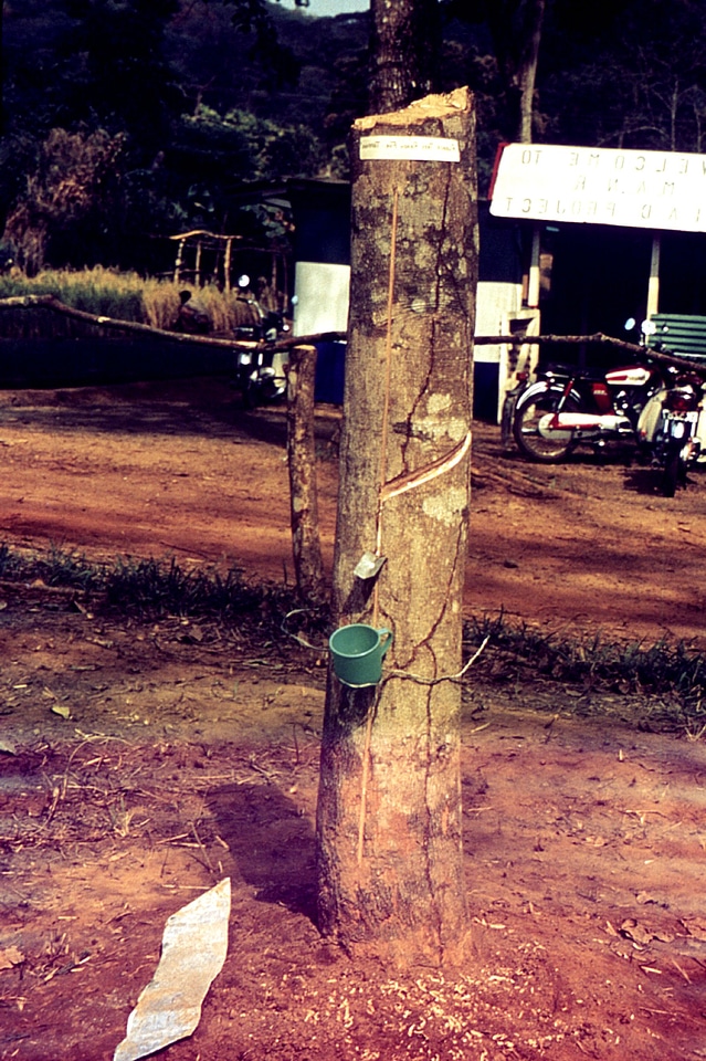 Collecting rubber tree