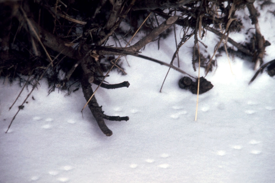 Deer mole Peromyscus maniculatus