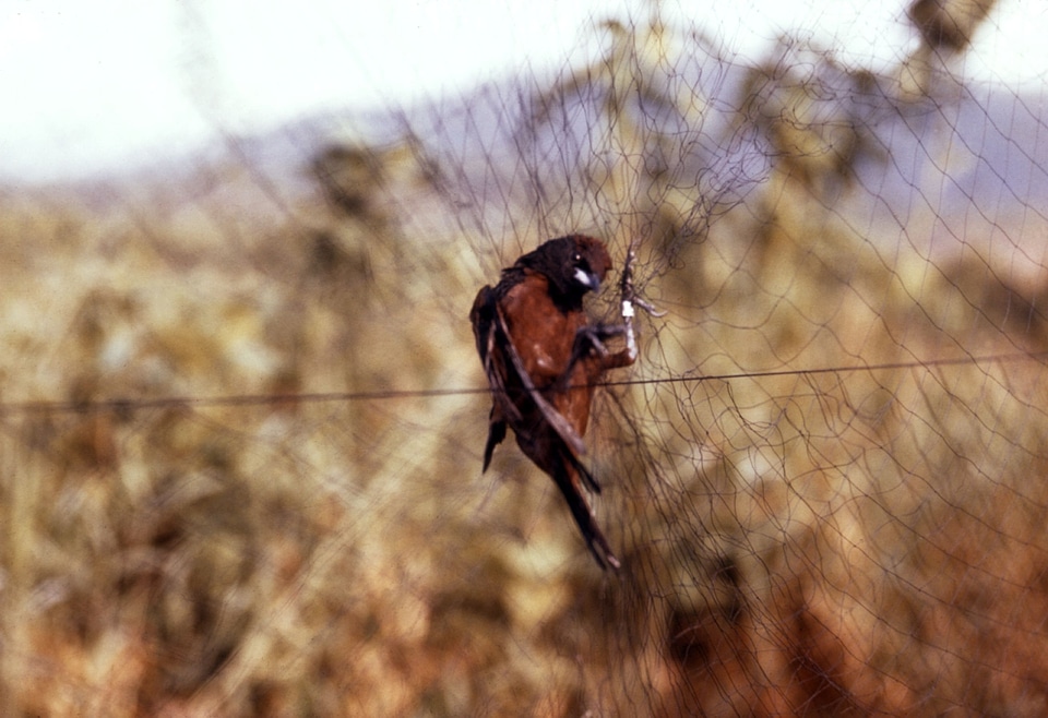 Arbovirus bird evening