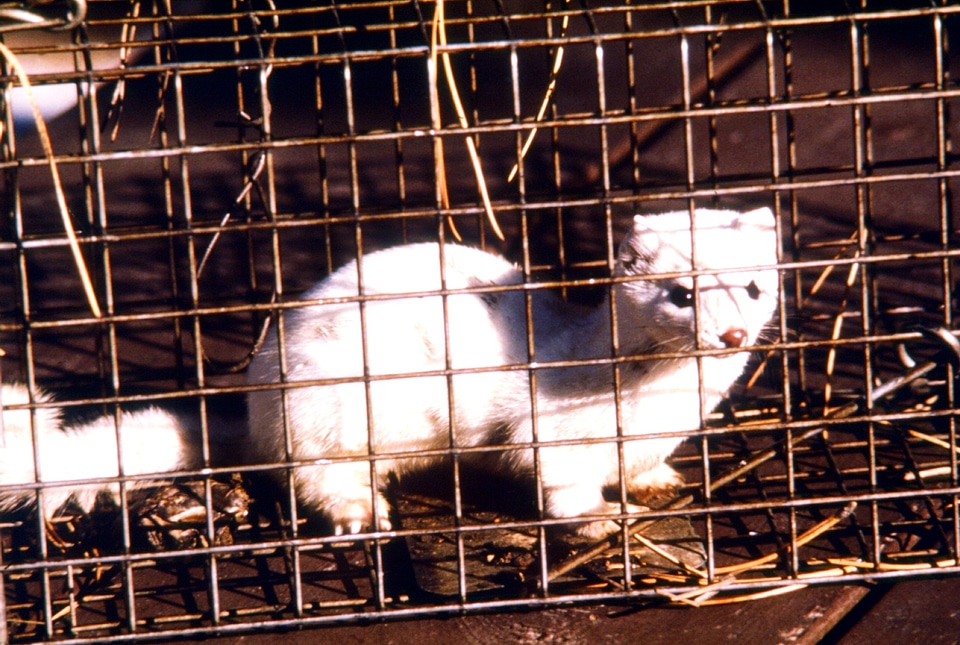 Angel animal weasel