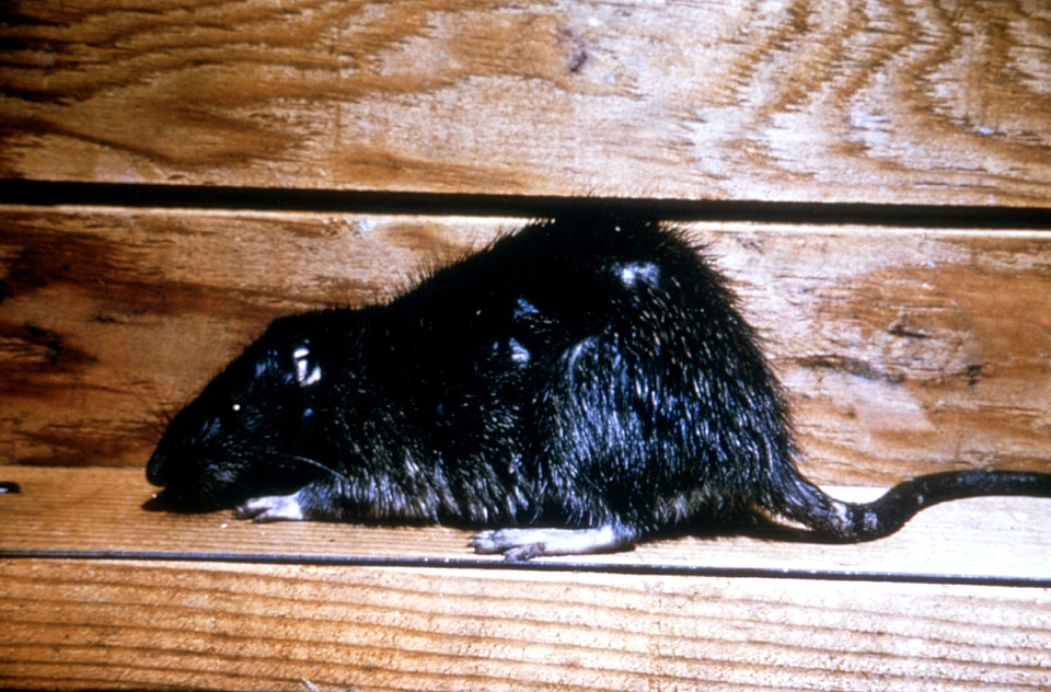At Home brown brown rat