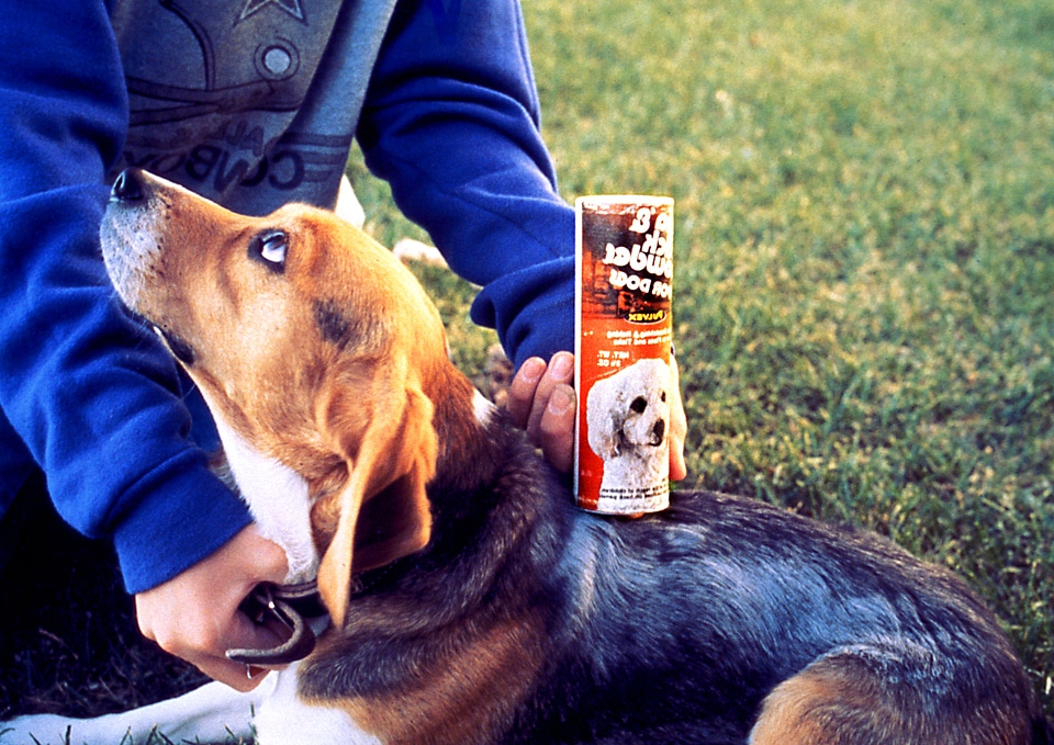 Beagle breast dust