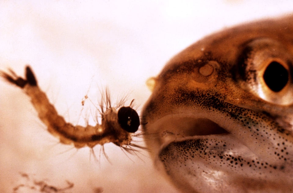Fish larva mosquito