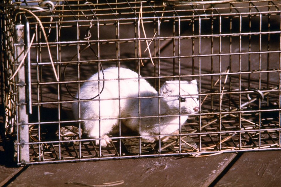 Angel weasel winter