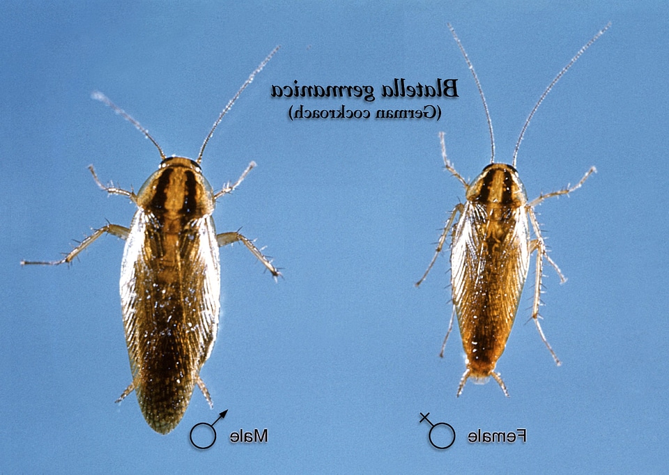 Beetle female german