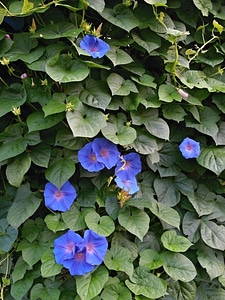 Summer flowers the vine green curtain