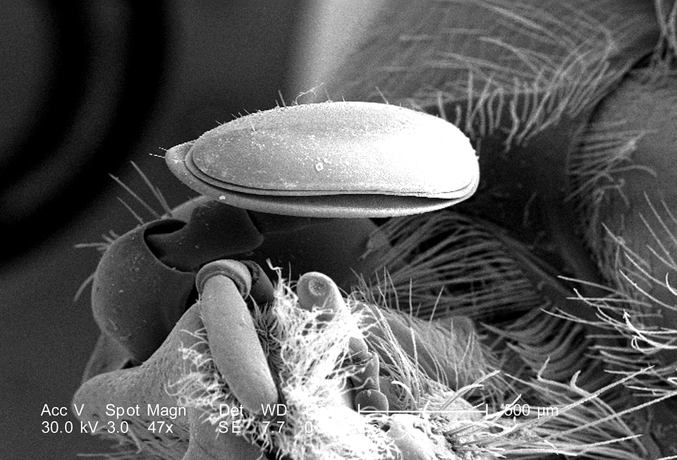 Family found morphology