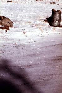 Coyote  