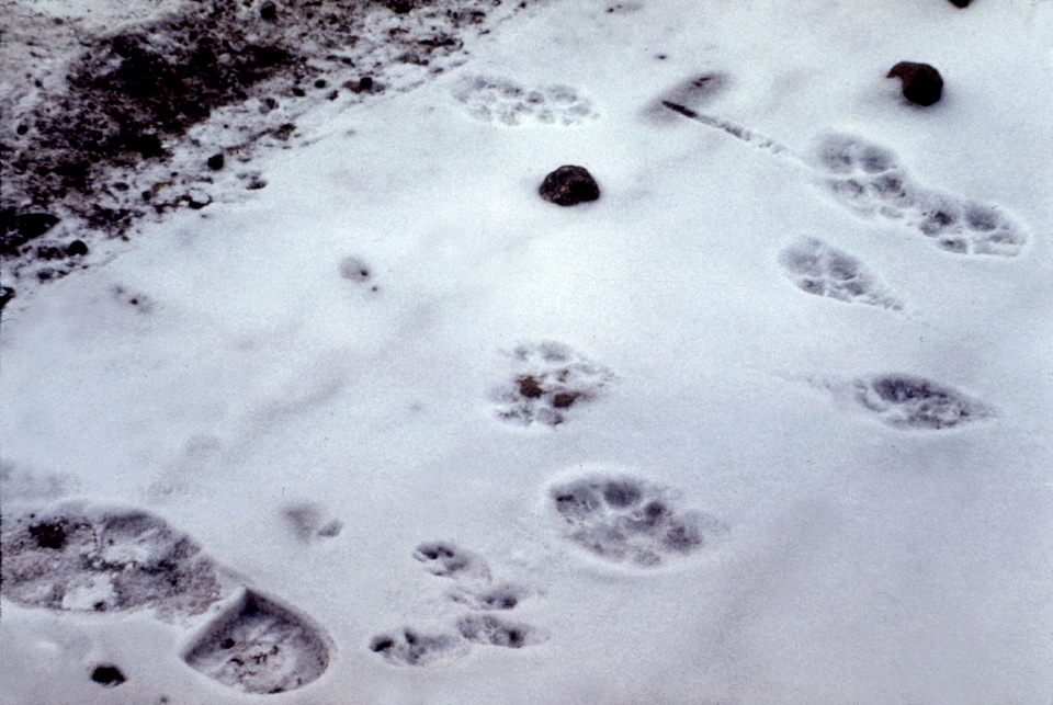 Bunny coyote found