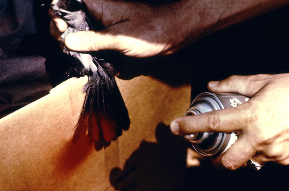 Bearing bird breast