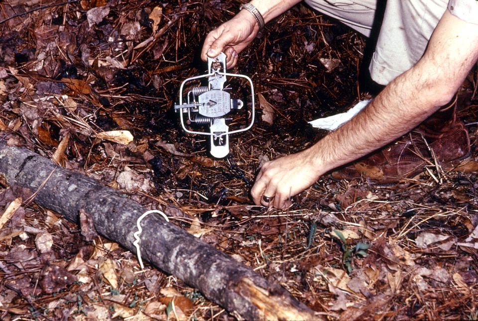 Bearing environment maple