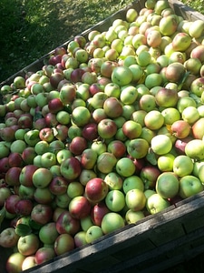 Orchard fruit harvested