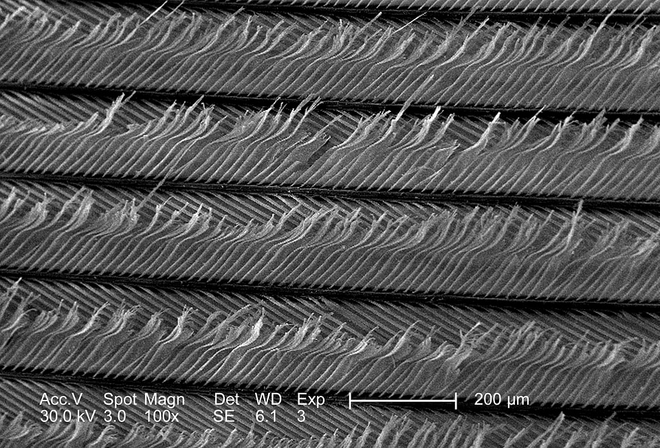 Bird configuration feather
